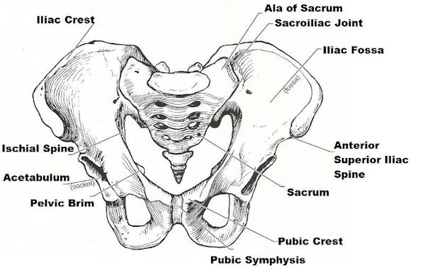 Human Pelvis Design